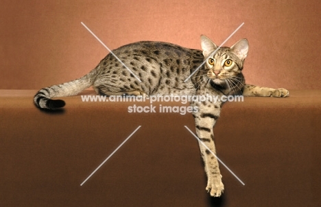 Ocicat lying down