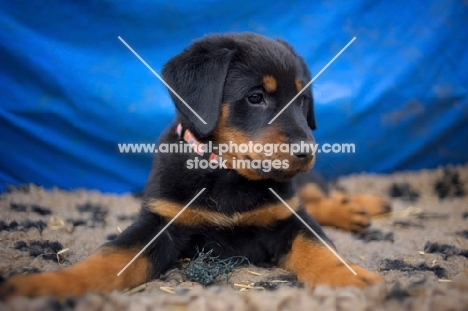 beauceron puppy