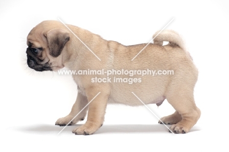 cute Pug puppy, on white background