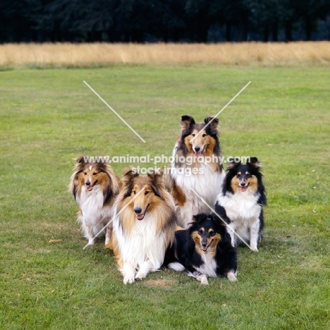 two rough collies and three shetland sheepdogs, some champions