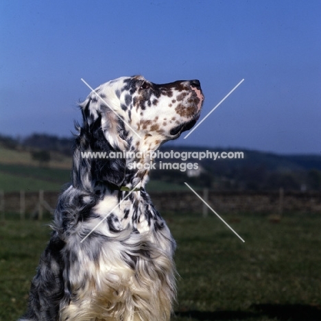 english setter, head study