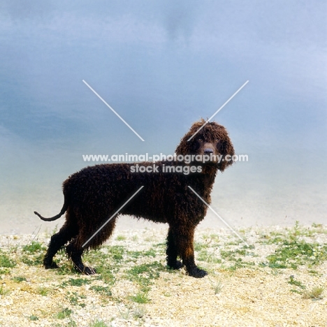 sh ch kellybrook joxer daly,  irish water spaniel standing by water