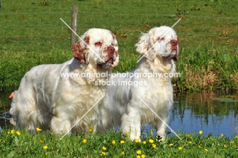 two Clumber Spaniels