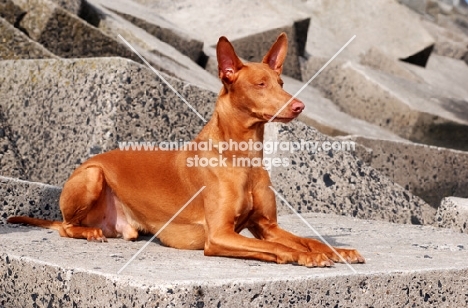 Pharaoh Hound