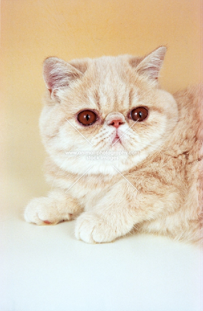 cream tabby Exotic Shorthair, cream background