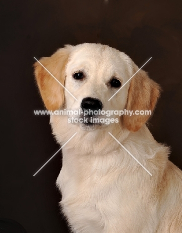 young Golden Retriever portrait