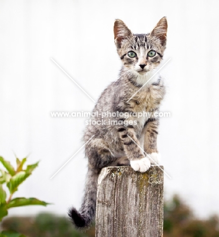 kitten sitting on a pole