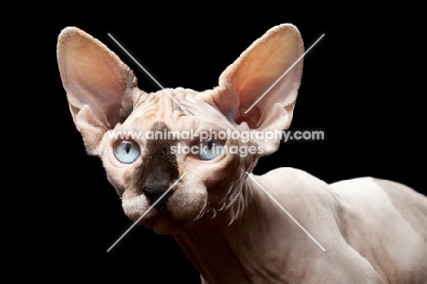 young sphynx with blue eyes