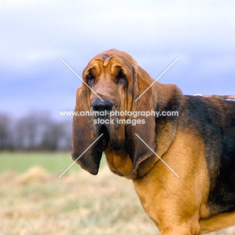 ch chasedown majesty, bloodhound head study