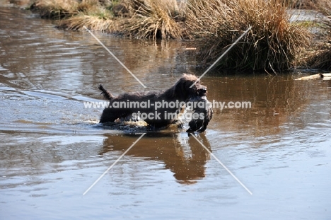 Pudelpointer in water