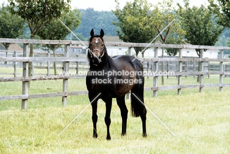 mill reef, derby winner, at the national stud