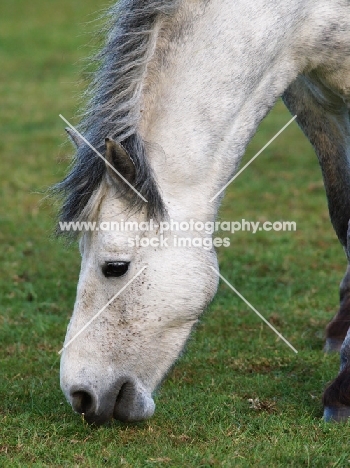 Connemara pony grazing