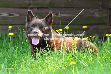 brown Australian Kelpie 