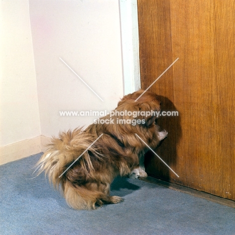 trained pekingese opening door