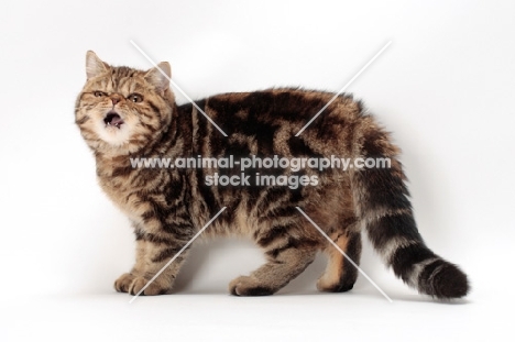 Exotic Shorthair with mouth open, brown classic tabby colour