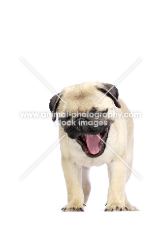Pug puppy yawning