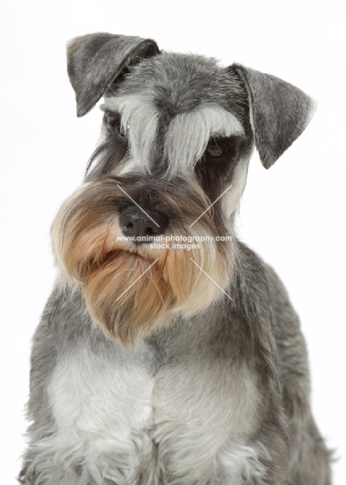 Miniature Schnauzer sitting on white background, looking away