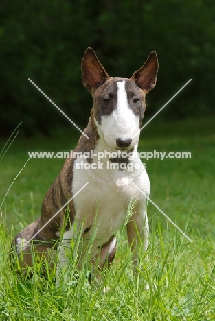 Bull Terrier sitting on grass