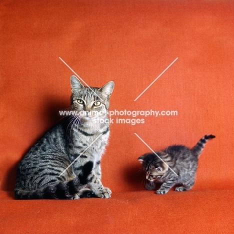 ch culverden charlotte, brown spotted cat and her kitten, 