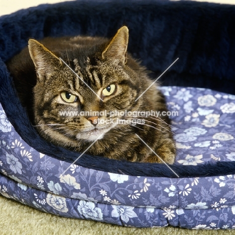 tabby cat, sam, in a bed 