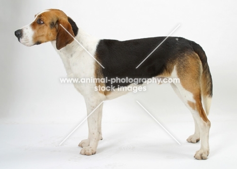 Australian Champion Foxhound standing on white background