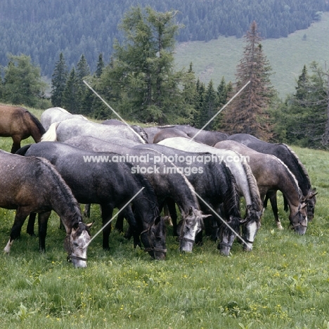 Lipizzaner colts grazing in line at stubalm, piber