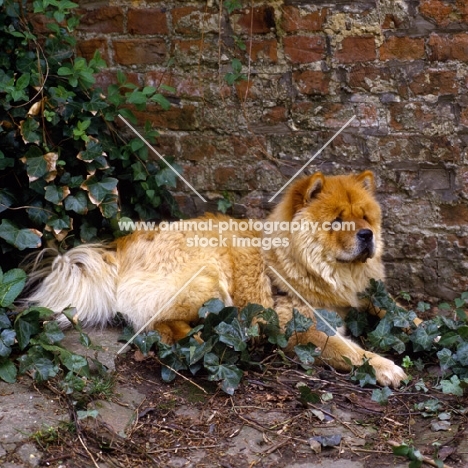 chow lying by a wall in ivy