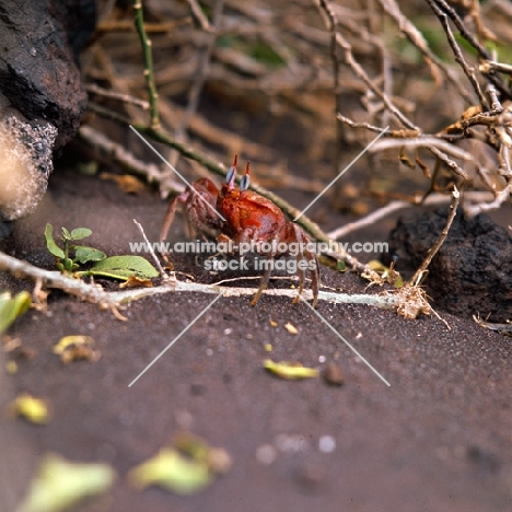 ghost crab on jervis island, galapagos 