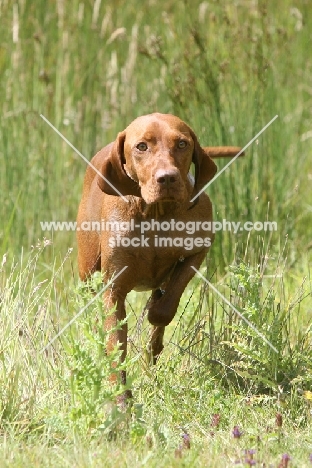 Hungarian Vizsla concentrating