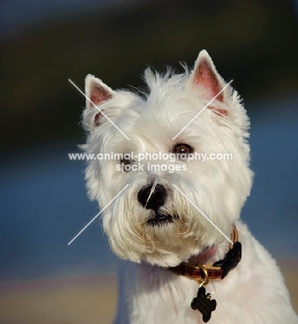 West Highland White Terrier wearing name tag, head study