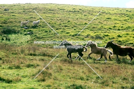 welsh mountain ponies, mare and two foals, on the brecon beacons with sheep