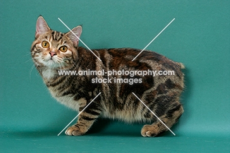 Brown Classic Torbie Manx cat