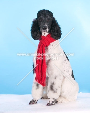 Poddle wearing a red scarf