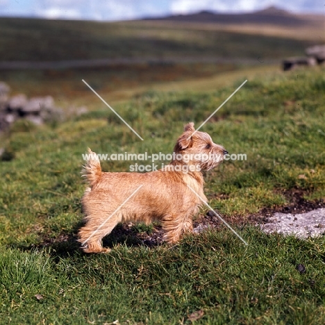norfolk terrier standing on the hillside