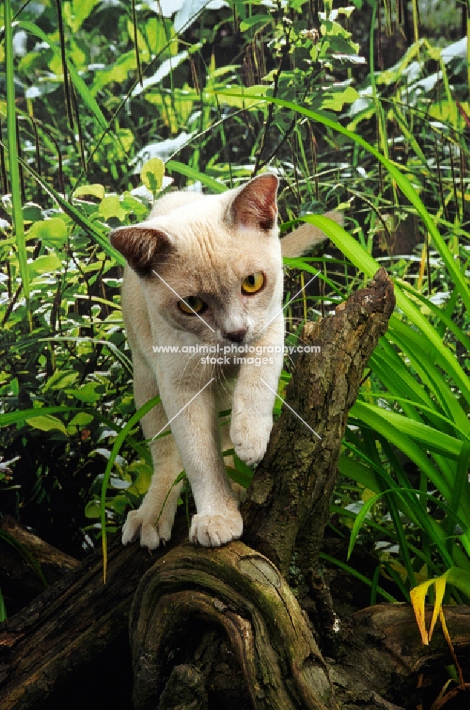 lilac Burmese walking on branch