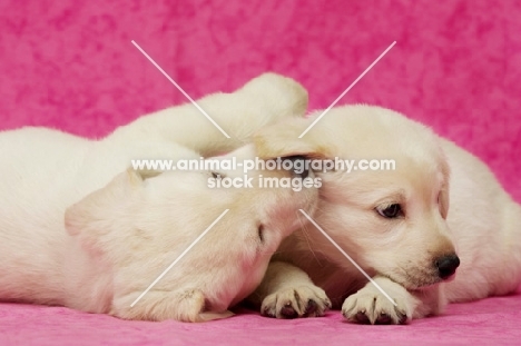 Golden Labrador Puppies on a pink background