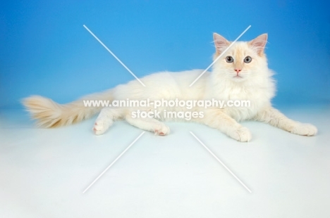 cream point ragdoll cat, lying down