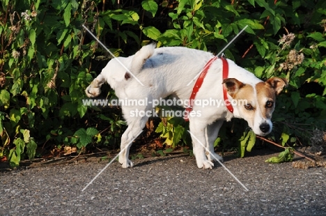 Jack Russell Terrier with leg cocked