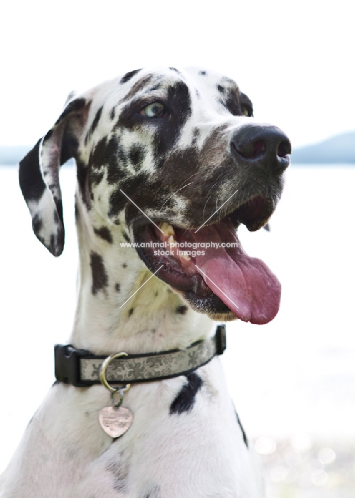 Great Dane