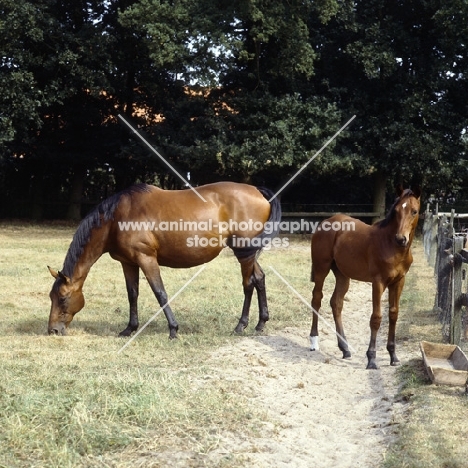 oldenburg mare and foal in germany