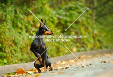 Miniature Pinscher