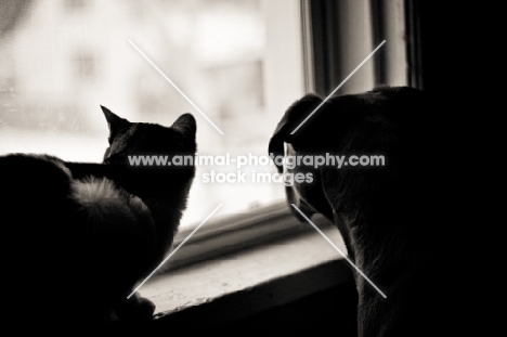 Cat and dog looking out window together