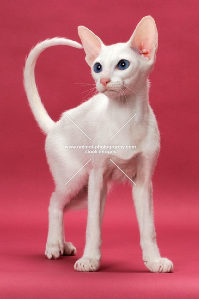 Oriental Shorthair, White Blue Eyed