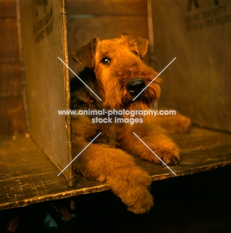 Airedale Terrier laying in wooden box crate