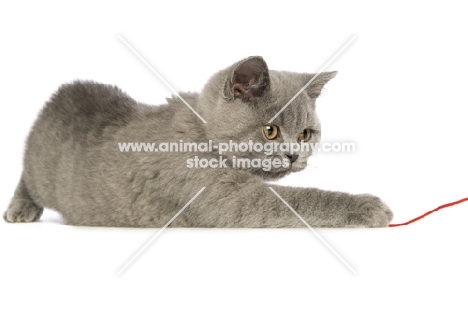 british shorthaired kitten playing with string