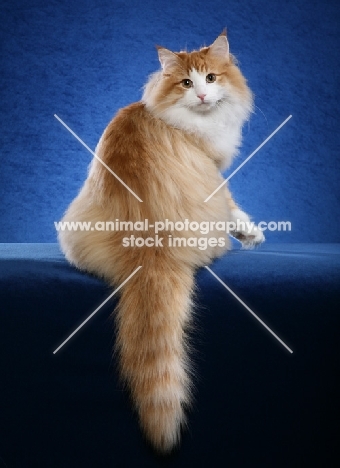 Norwegian Forest Cat on blue background