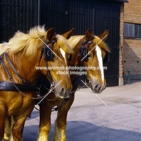 two jutland horses head study, carlsberg brewery, copenhagen