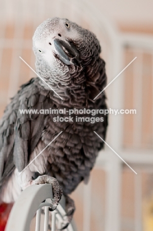 African Grey Parrot