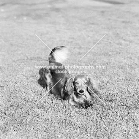 pet miniature long haired dachshund