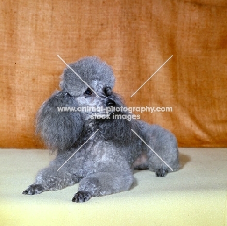 silver miniature poodle in dutch clip lying down